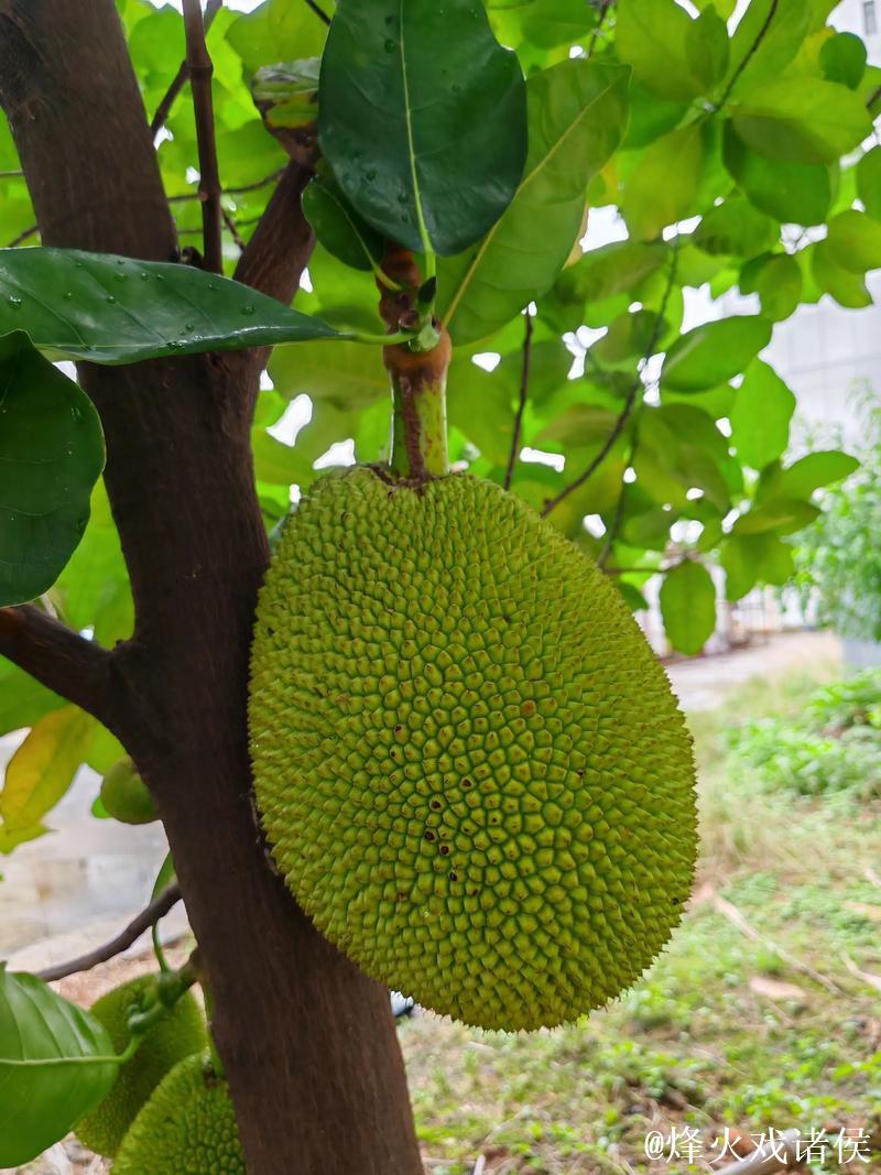 菠萝蜜视频永久网站